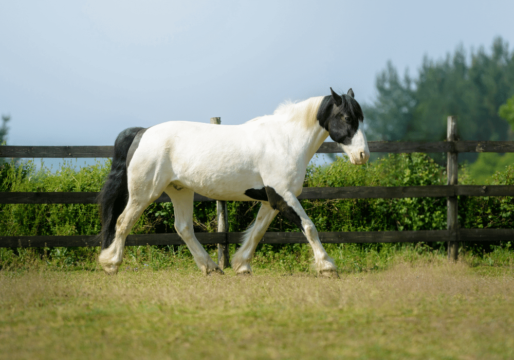 COPD in Horses